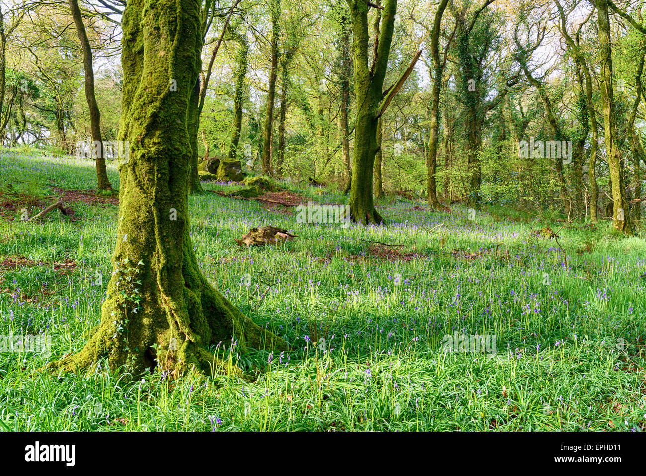 Frühe Glockenblumen in Wäldern an Bodmin Moor in Cornwall Stockfoto