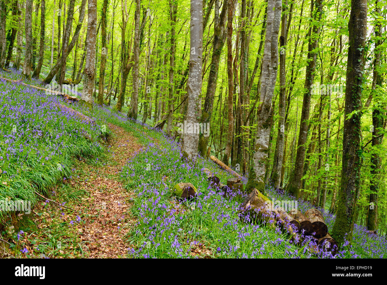 Beuatiful Bluebell Wald in der Nähe von Looe in Cornwall Stockfoto