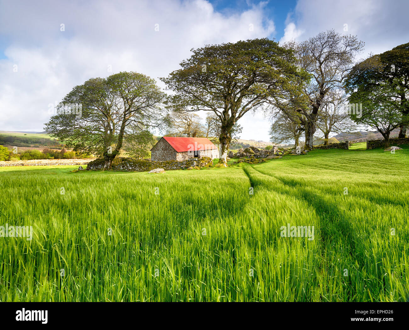 Eine alte Scheune mit einem roten Dach in einem Feld von üppigen grünen Gerste Stockfoto