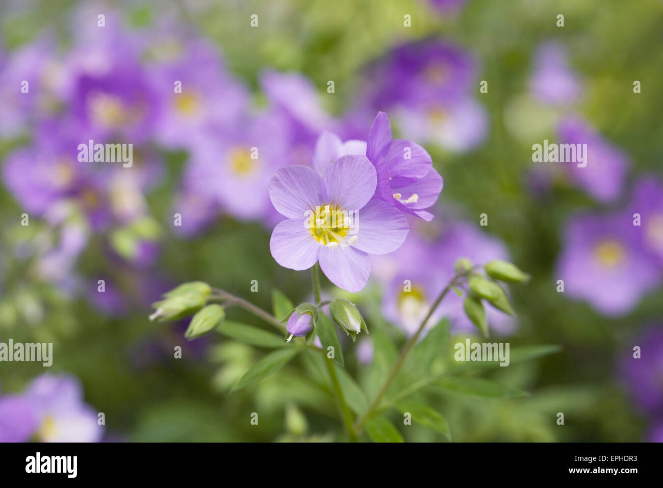 Polemonium Blumen im Frühjahr. Stockfoto