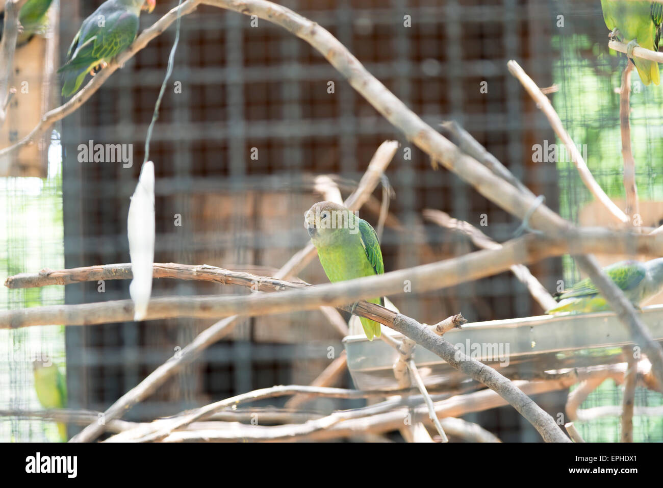 Blau-Psephotus Papagei im Käfig Stockfoto