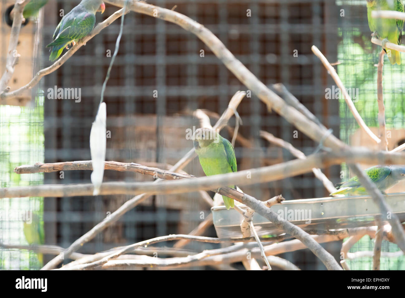Blau-Psephotus Papagei im Käfig Stockfoto