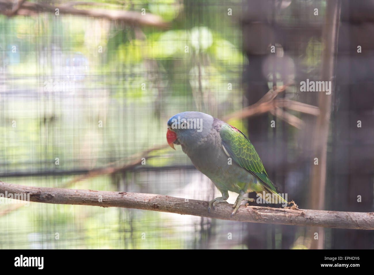 Blau-Psephotus Papagei im Käfig Stockfoto