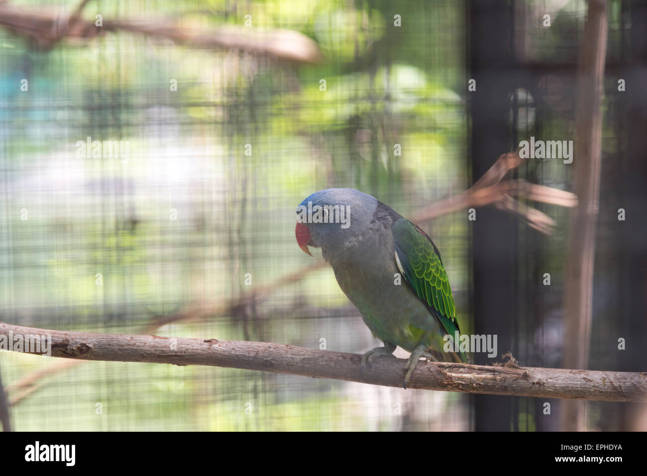 Blau-Psephotus Papagei im Käfig Stockfoto