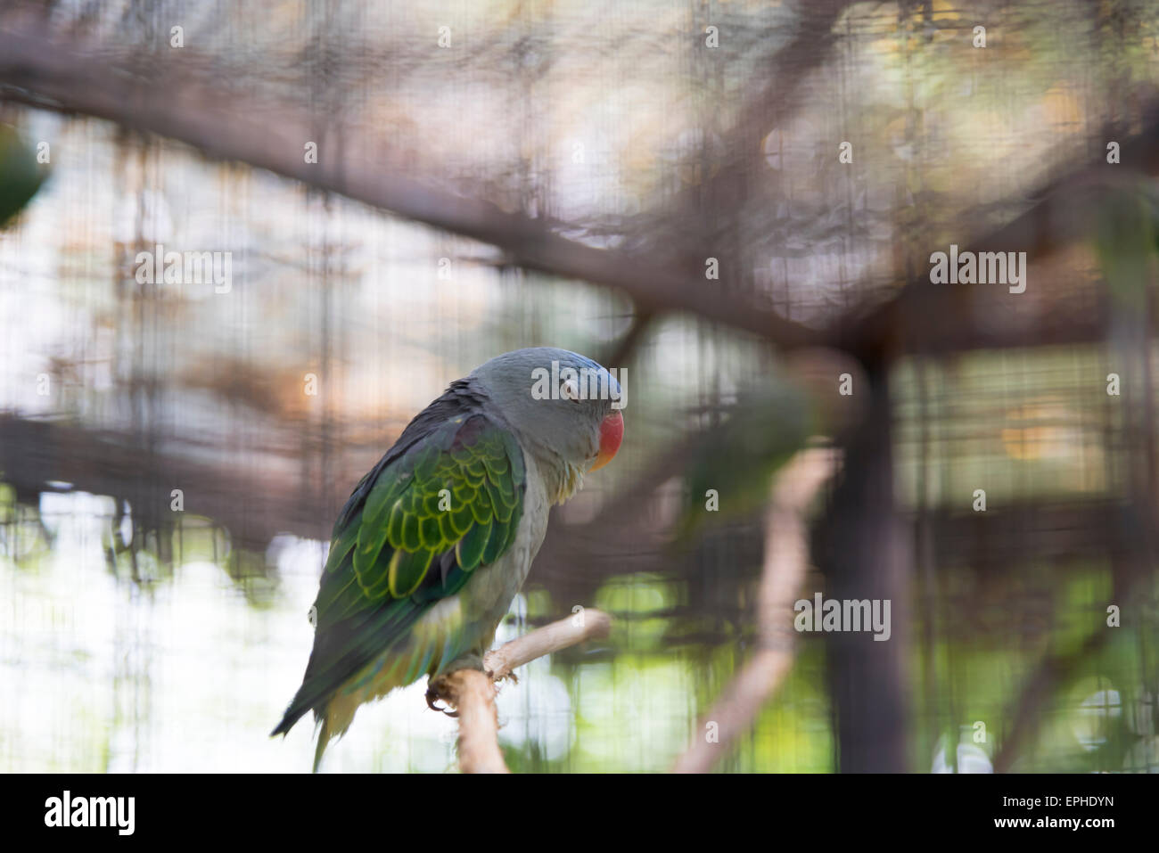Blau-Psephotus Papagei im Käfig Stockfoto