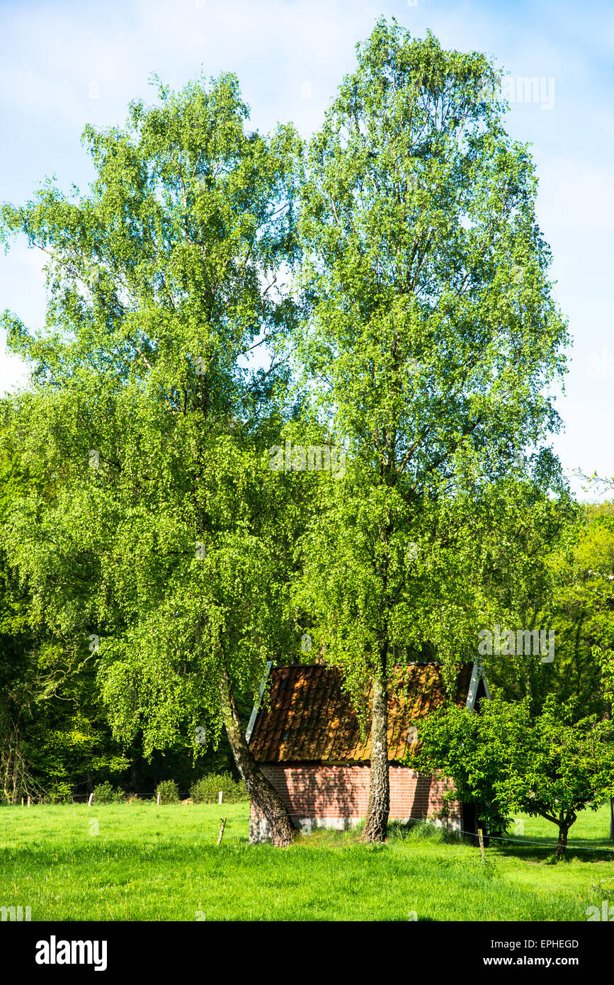 versteckte Schuppen hinter Bäumen im Achterhoek holland Stockfoto