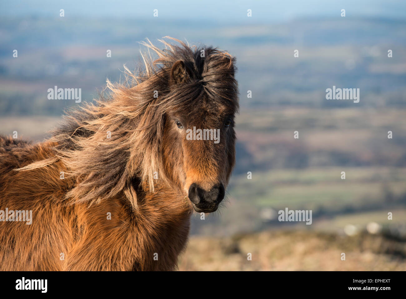 Dartmoor pony Stockfoto