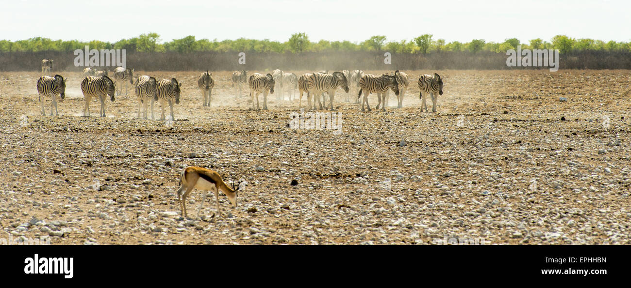 Afrika, Namibia. Etosha National Park. Einzelne Springböcke in der Nähe von Gruppe von Zebras. Stockfoto