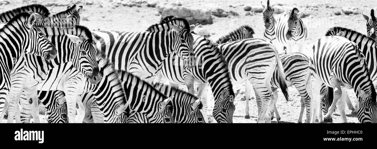 Afrika, Namibia. Etosha National Park. Gruppe von Zebras aus Wasserloch zu trinken. Stockfoto