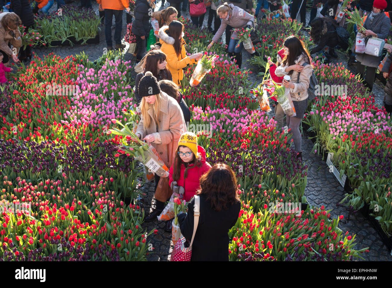 Amsterdam nationalen Tulip Tag 10.000 Besucher wählen 200,000 kostenlos feiert den offiziellen Saisonstart Tulpe Tulpen Stockfoto