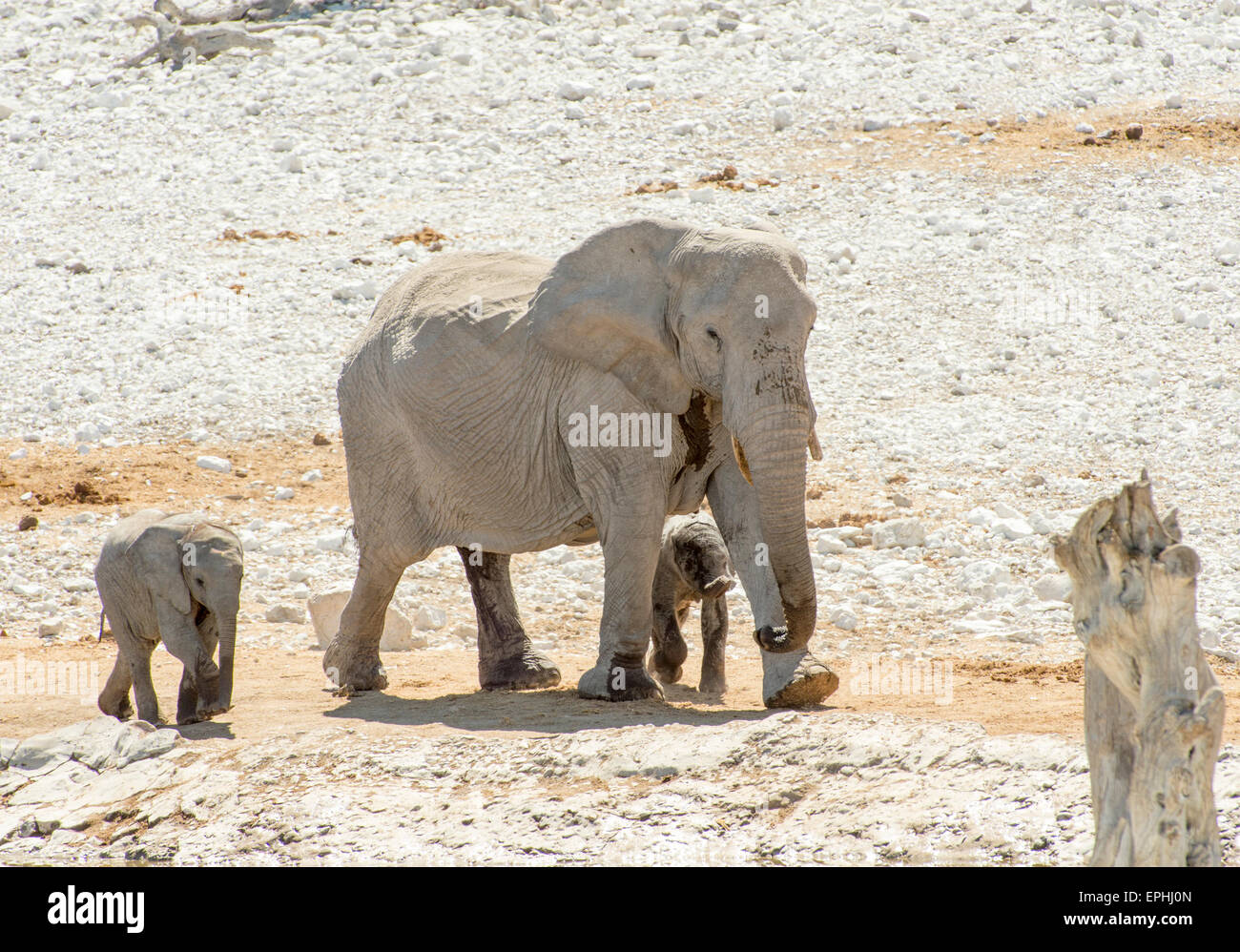 Afrika, Namibia. Etosha National Park. Erwachsenen und Baby Elefanten zu Fuß. Stockfoto