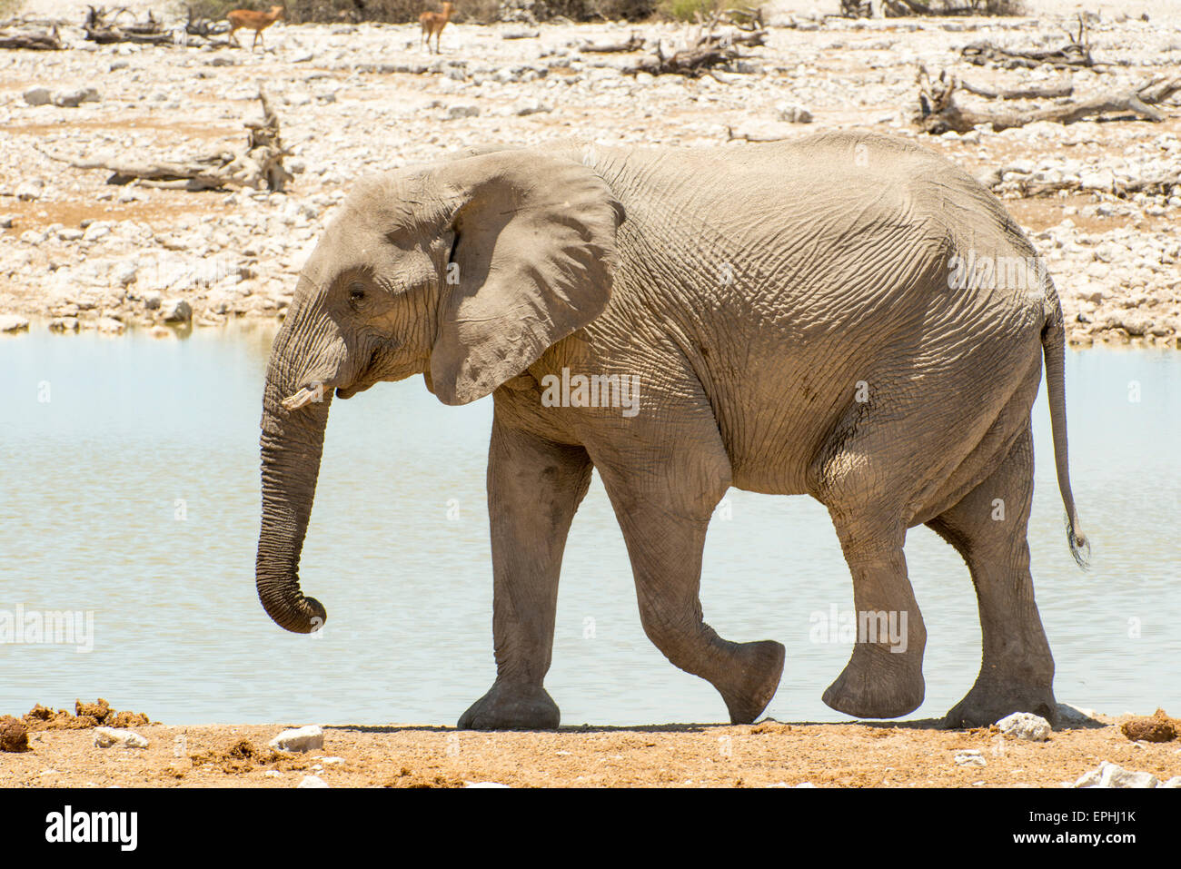 Afrika, Namibia. Etosha National Park. Einzigen Elefanten zu Fuß entlang Wasserloch. Stockfoto