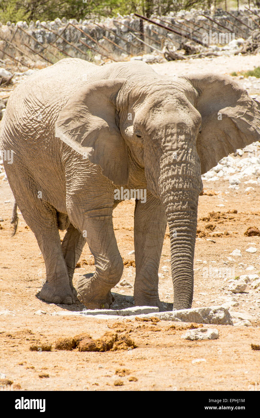 Afrika, Namibia. Etosha National Park. Voller Körper Bild des Elefanten. Stockfoto