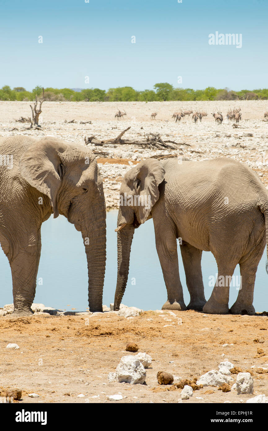 Afrika, Namibia. Etosha National Park. Zwei Elefanten sahen einander. Stockfoto