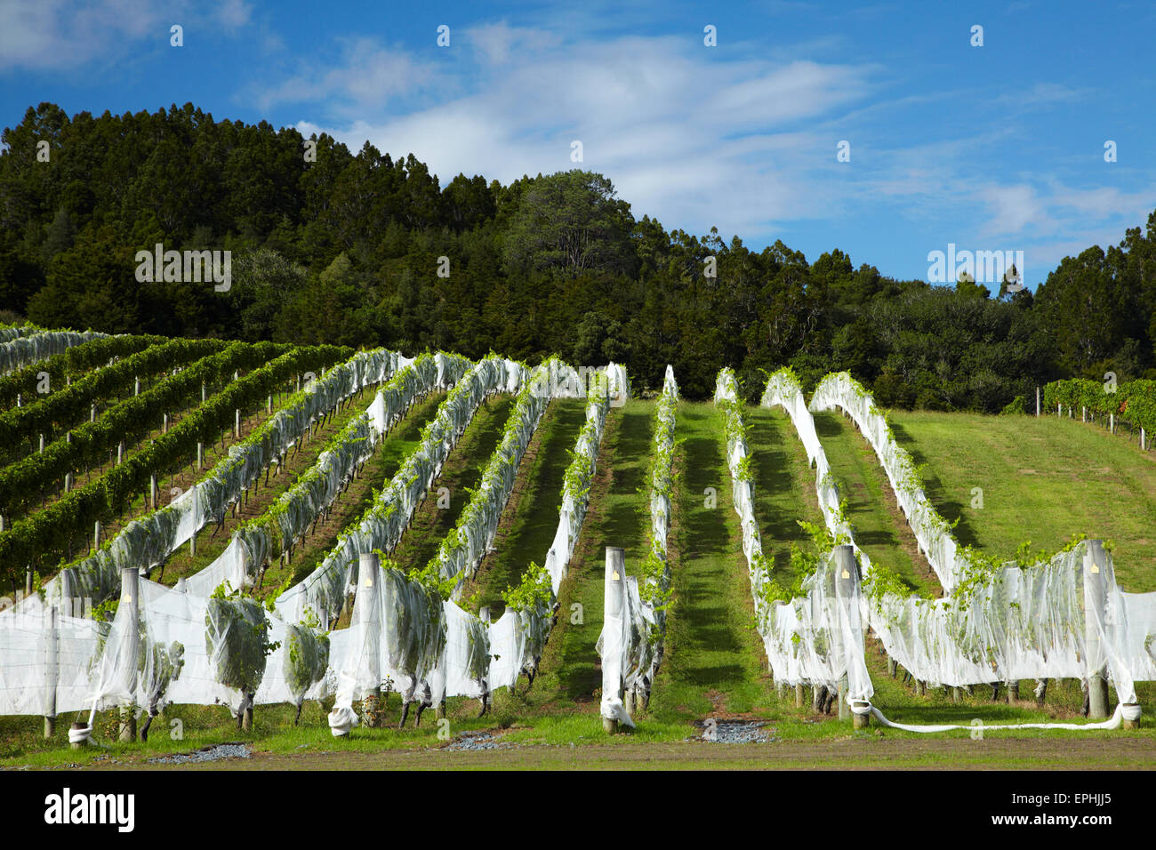 Christi Himmelfahrt Weingut, Matakana, North Auckland, Nordinsel, Neuseeland Stockfoto