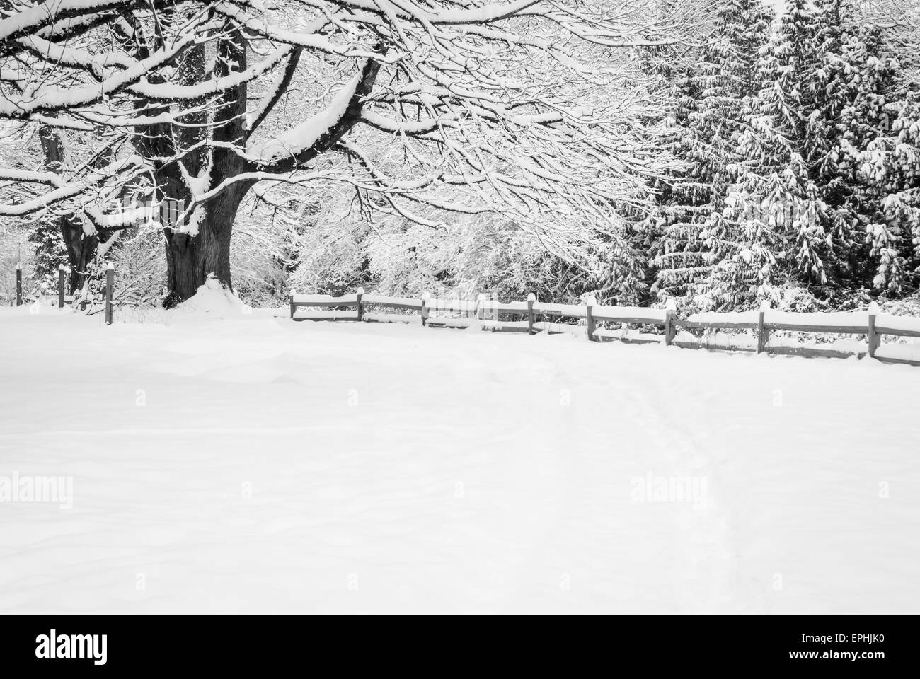 Seltene schwere Schneefälle in Greater Vancouver, Dezember 2008 Stockfoto