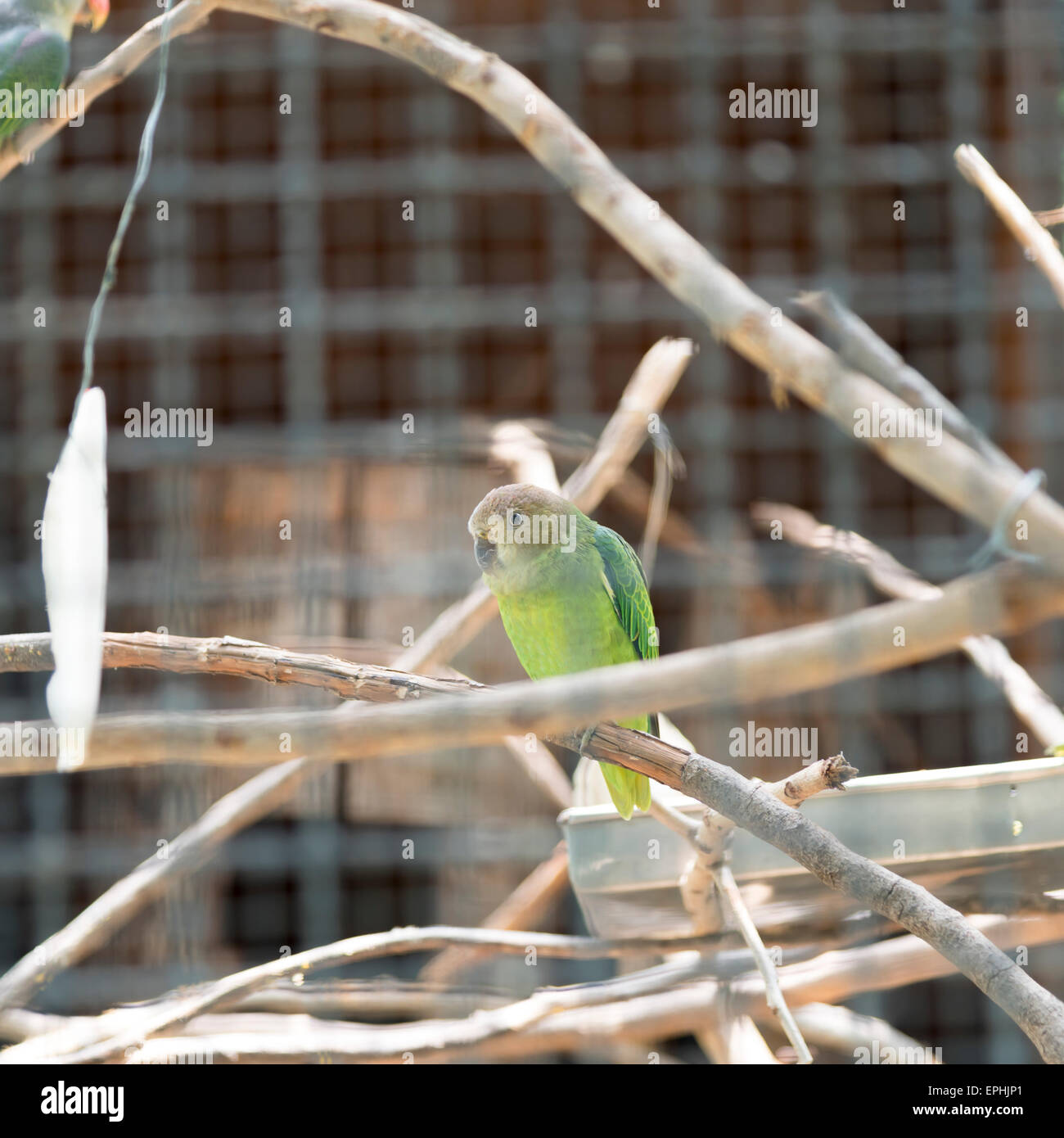 Blau-Psephotus Papagei im Käfig Stockfoto