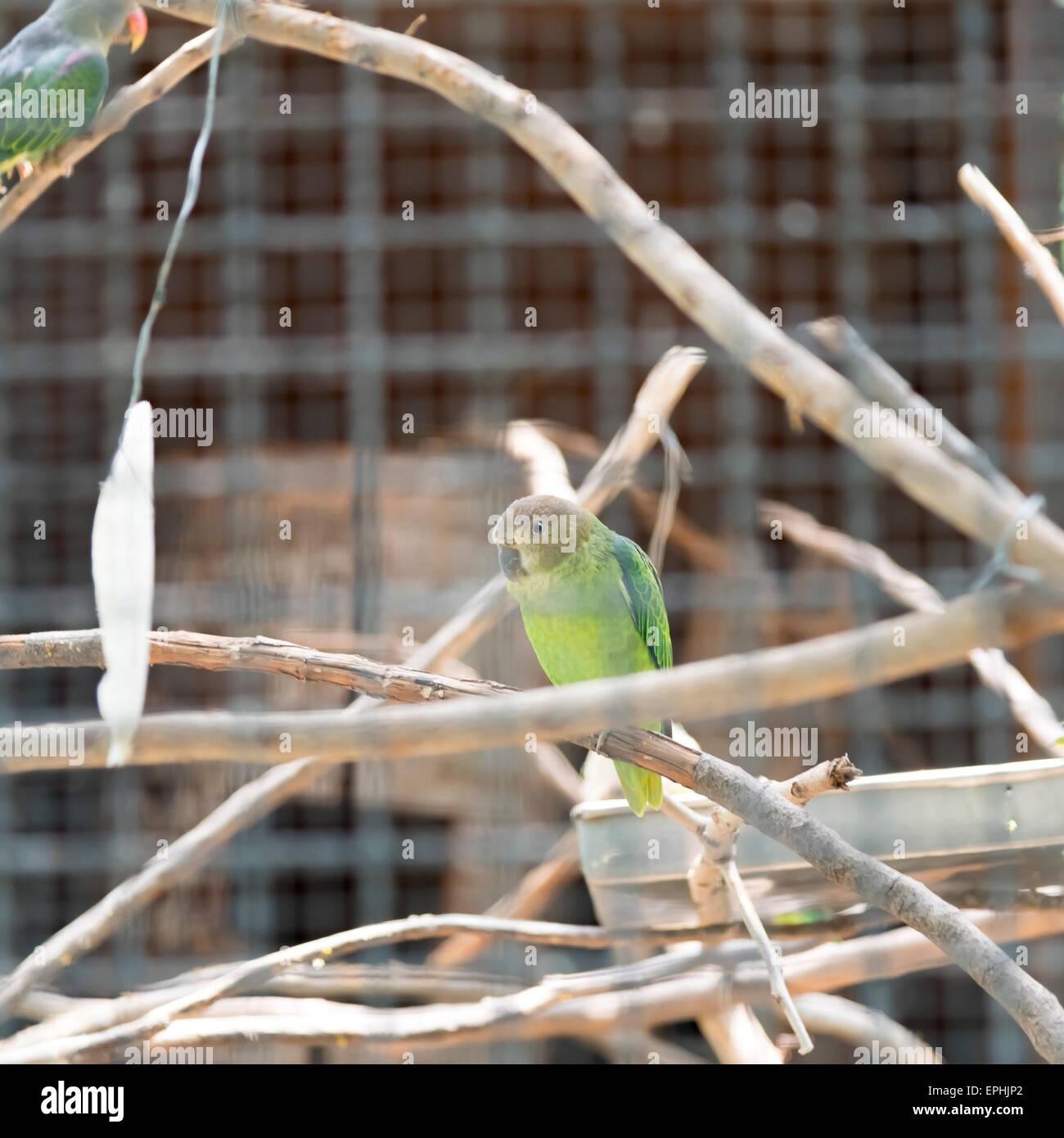 Blau-Psephotus Papagei im Käfig Stockfoto
