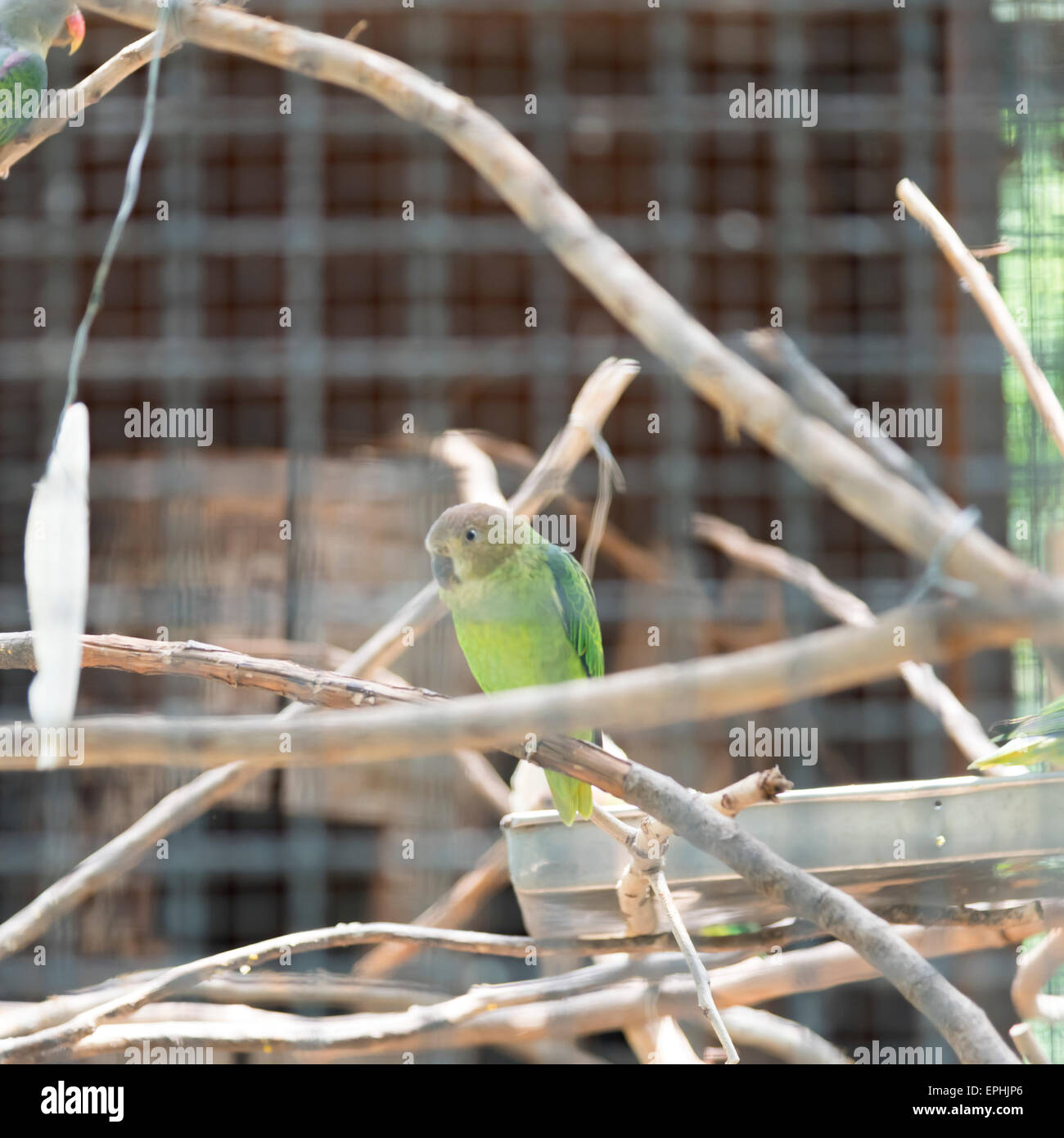 Blau-Psephotus Papagei im Käfig Stockfoto