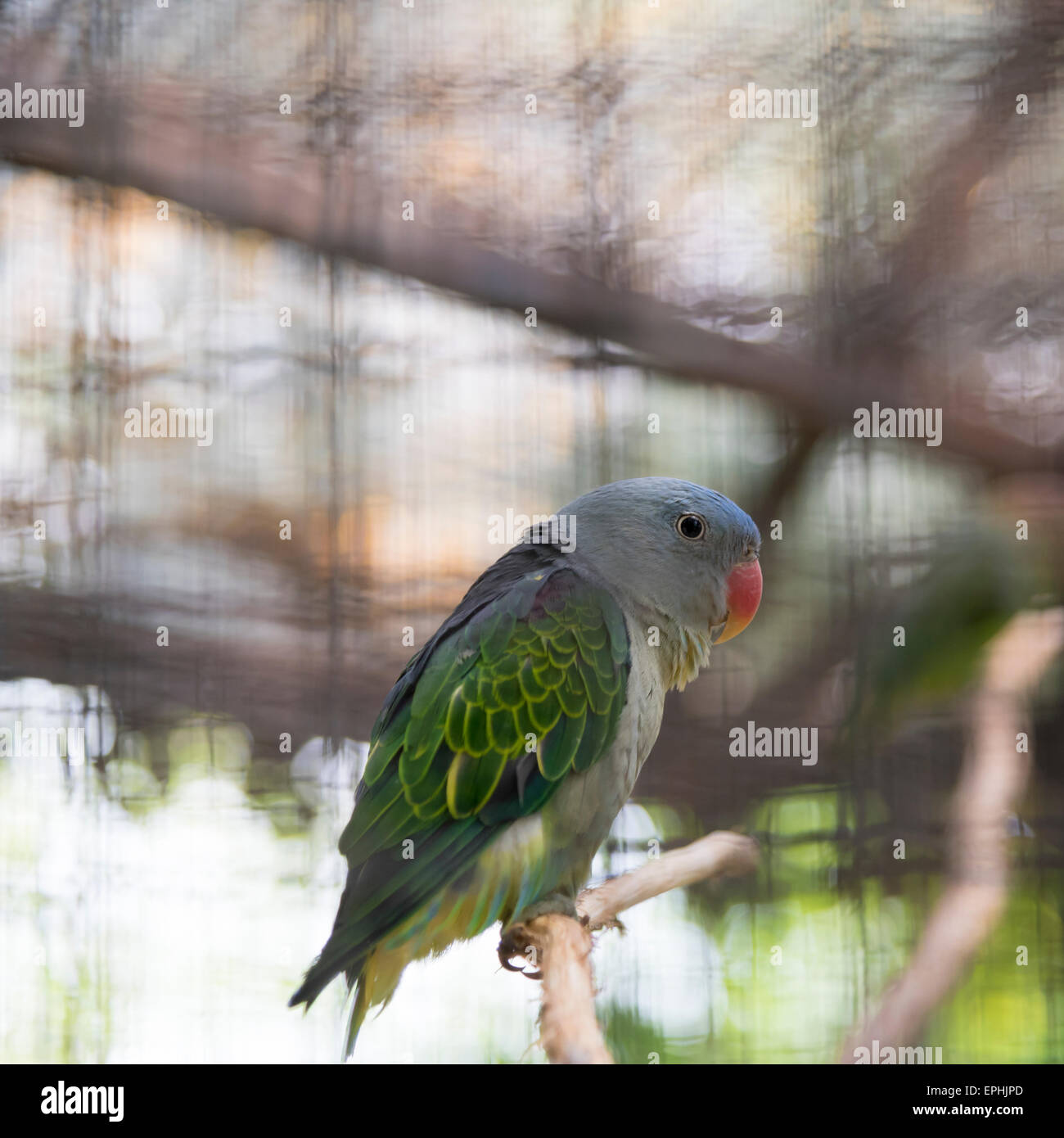 Blau-Psephotus Papagei im Käfig Stockfoto