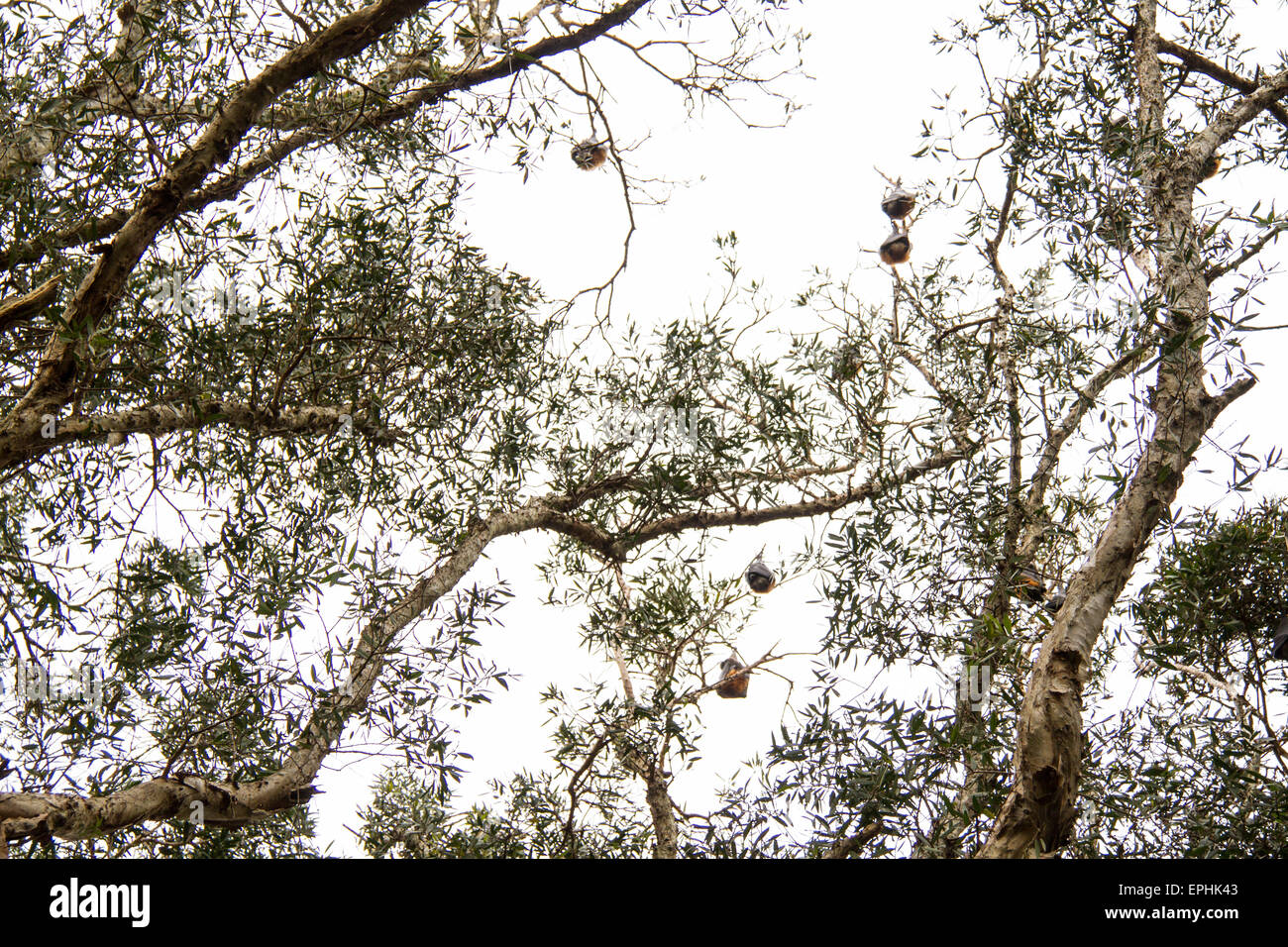 Flying Fox-Kolonie am Lachlan Sumpf im Centennial Park in Sydney, Australien. Stockfoto