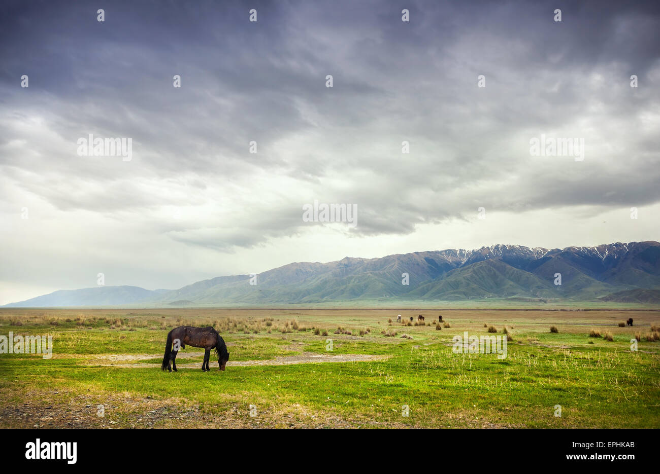 Pferd in den Bergen am dramatischen bedecktem Himmel nahe Alakol-See in Kasachstan, Zentralasien Stockfoto