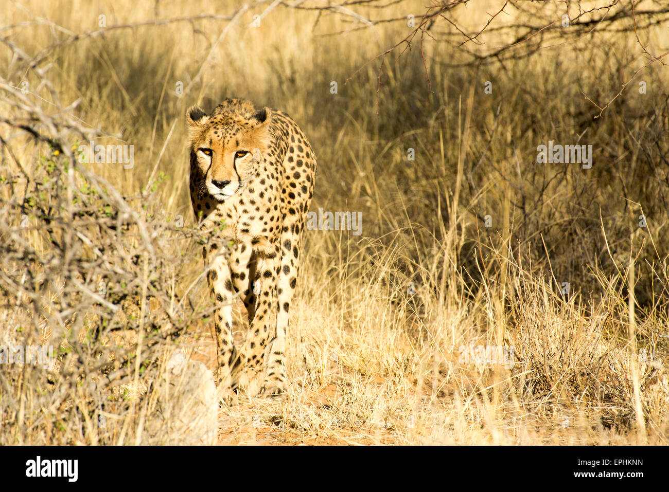 Afrika, Namibia. AfriCat Foundation. Einzelnen Geparden zu Fuß. Stockfoto