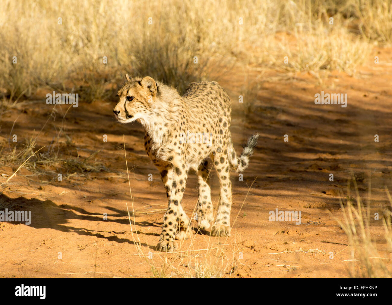 Afrika, Namibia. AfriCat Foundation. Einzelnen Geparden zu Fuß. Stockfoto
