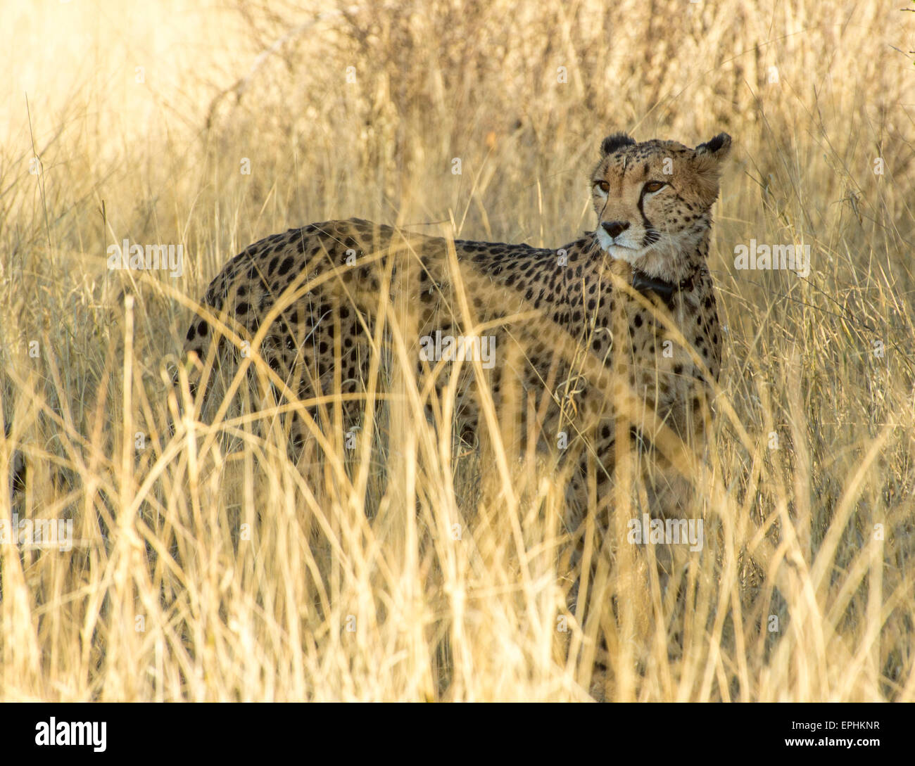 Afrika, Namibia. AfriCat Foundation. Einzelnen Geparden in Ferne starrte. Stockfoto