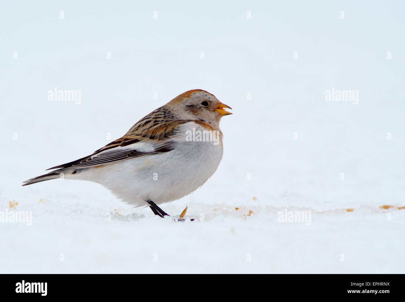 Snow Bunting (Plectrophenax Nivalis), Weibchen, Kuusamo, Finnland Stockfoto
