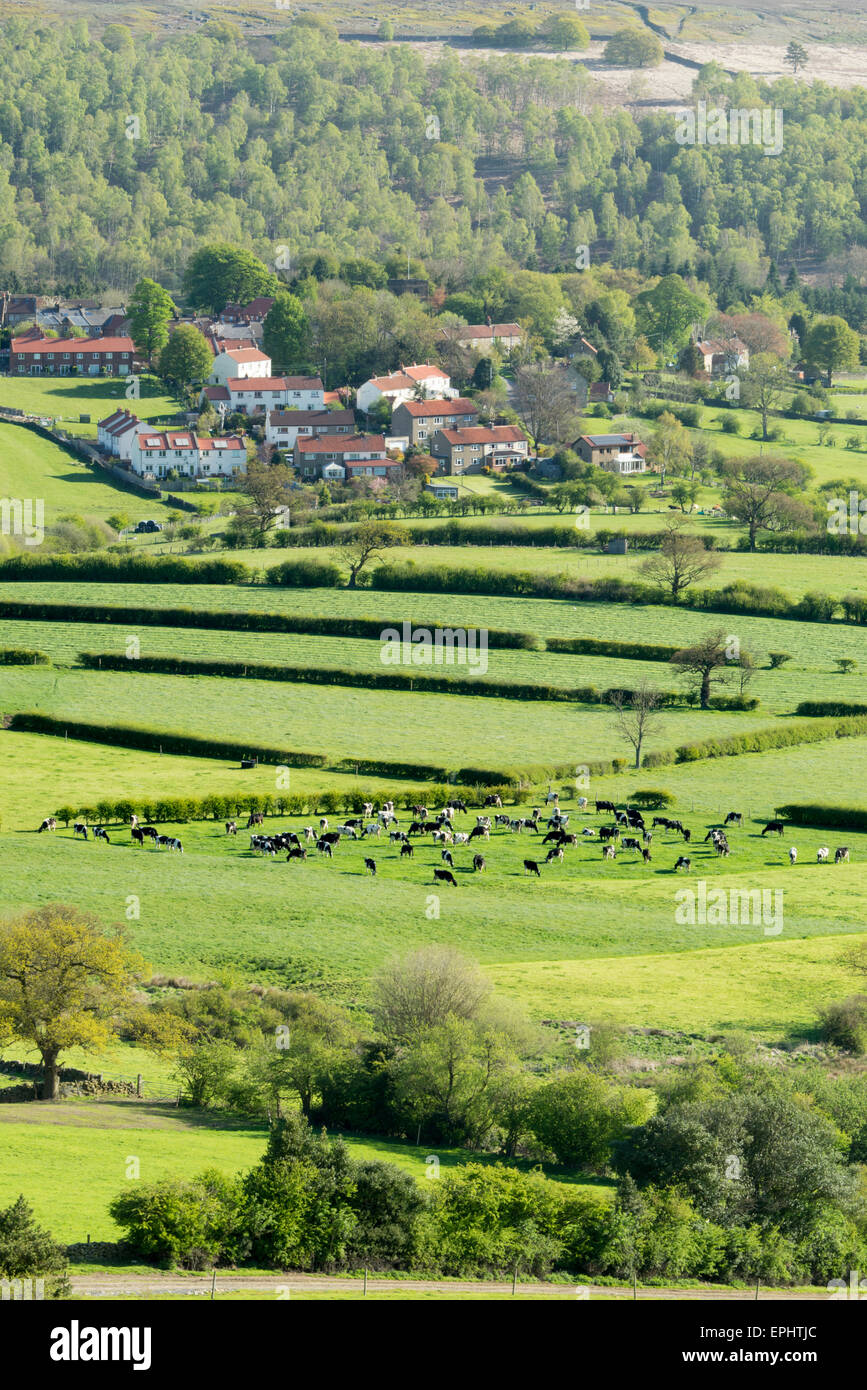 Vieh in Danby Dale südlich von Castleton im Mai 2015 Stockfoto