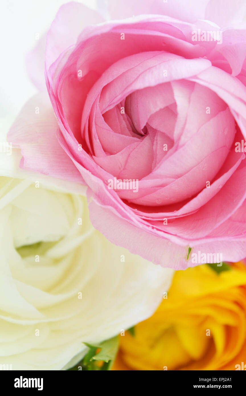 Blumen Stockfoto