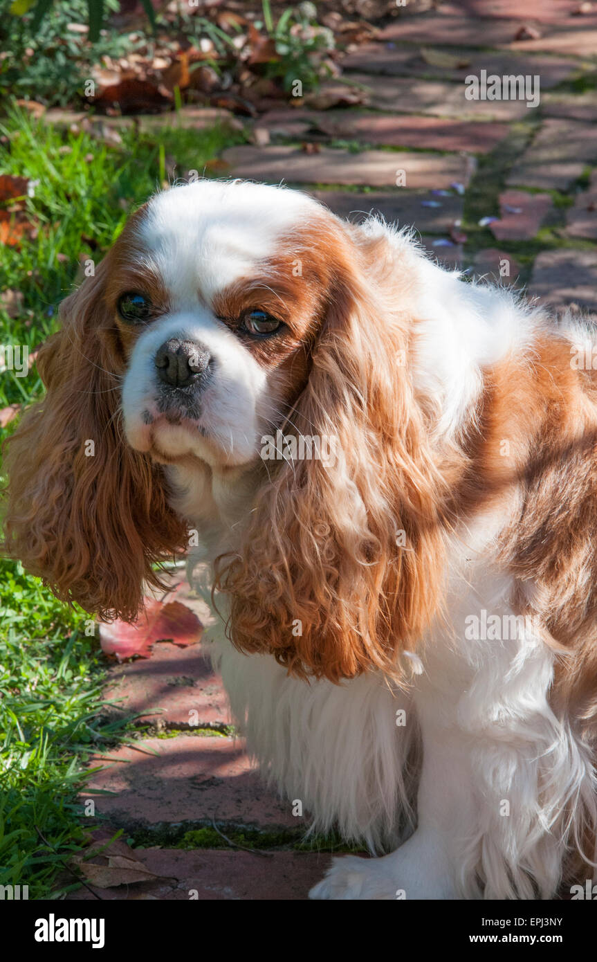 Pedigreed weibliche Cavalier King Charles Spaniel, 6 Jahre alt Stockfoto