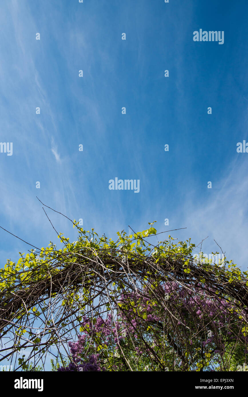 Pflanzen und den Himmel Stockfoto