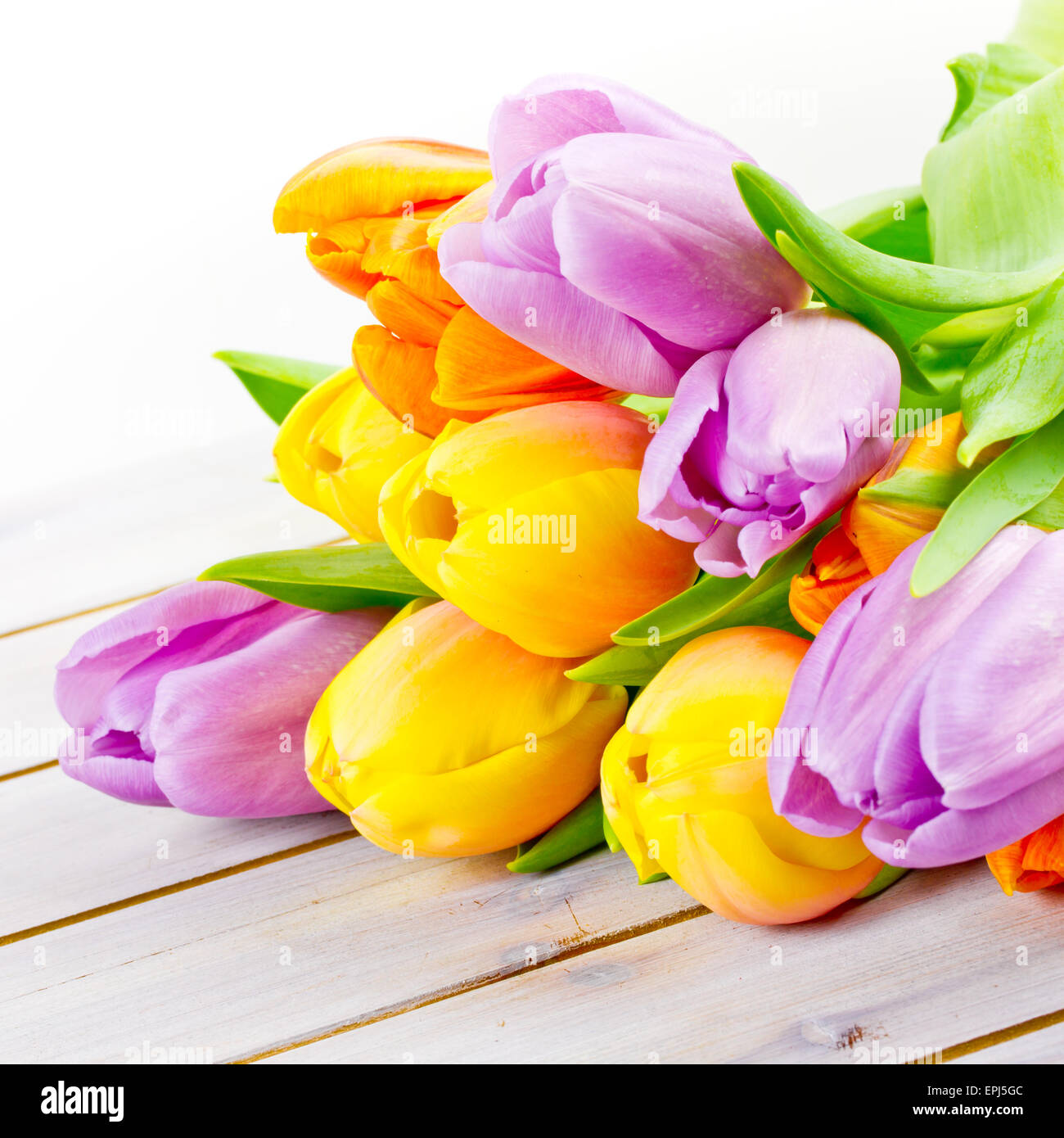 Tulpen Stockfoto