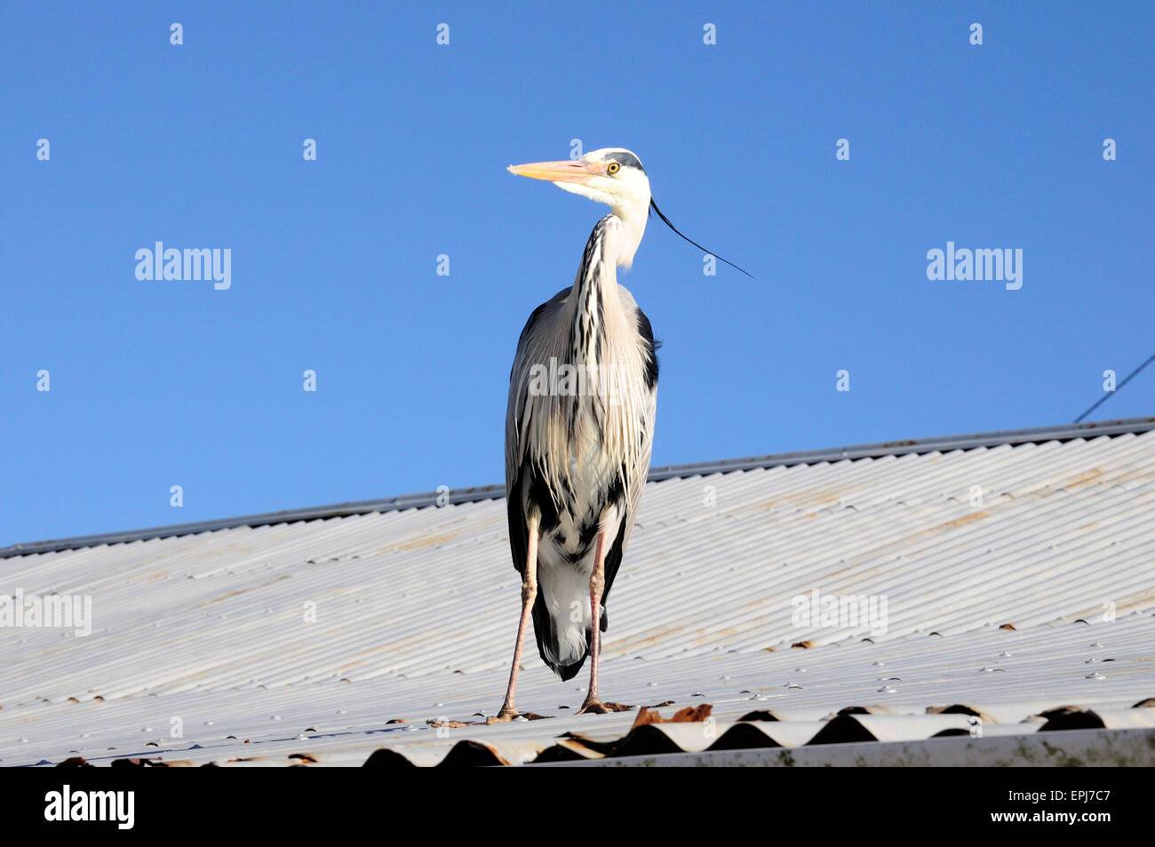 Graue Reiher Ardea Cinerea stehend auf einem Wellblechdach Aberdaron Gwynedd Wales Cymru Stockfoto