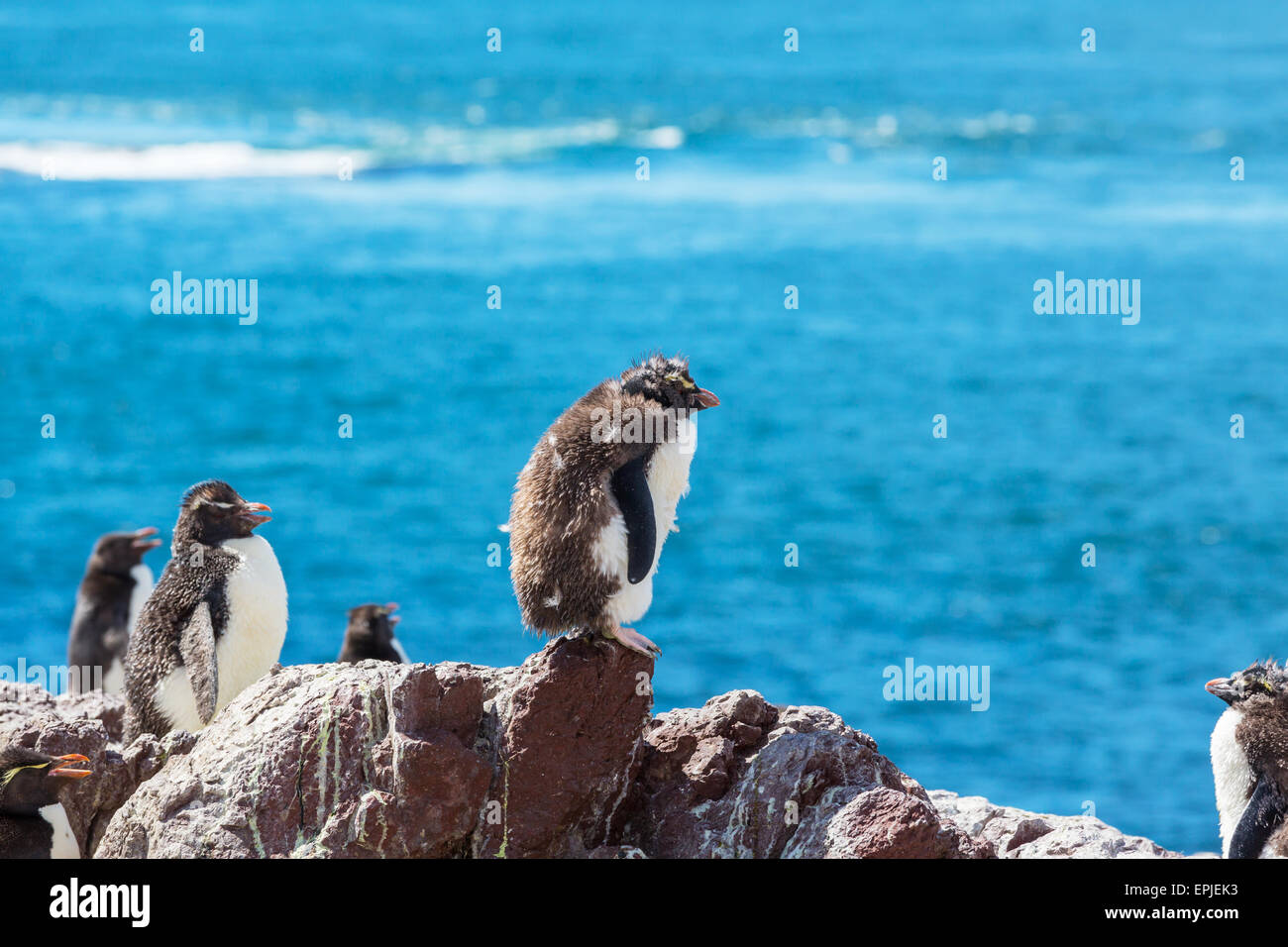 Rockhopper Stockfoto