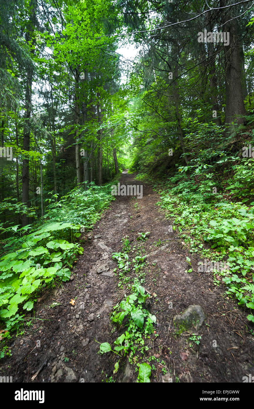 Trekking Trail führt durch Sommerlandschaft tief Highland Wald bei Karpaten. Ukraine Reisezielen bac Stockfoto