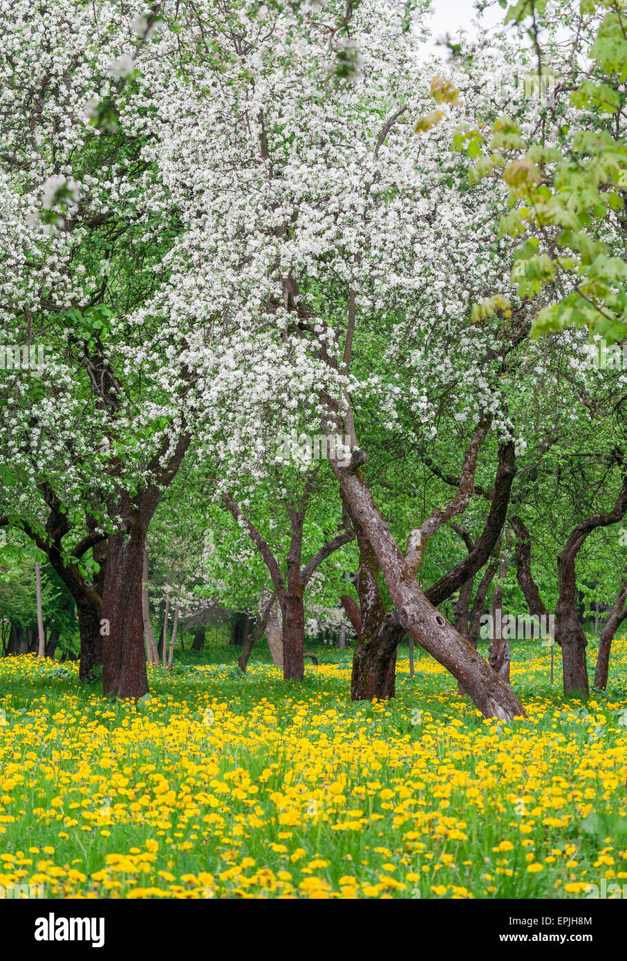 Frühling, blühenden park Stockfoto