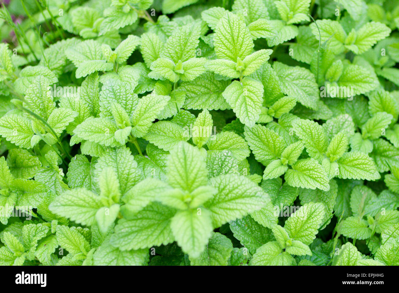 Grüne minze Fotos und Bildmaterial in hoher Auflösung Alamy
