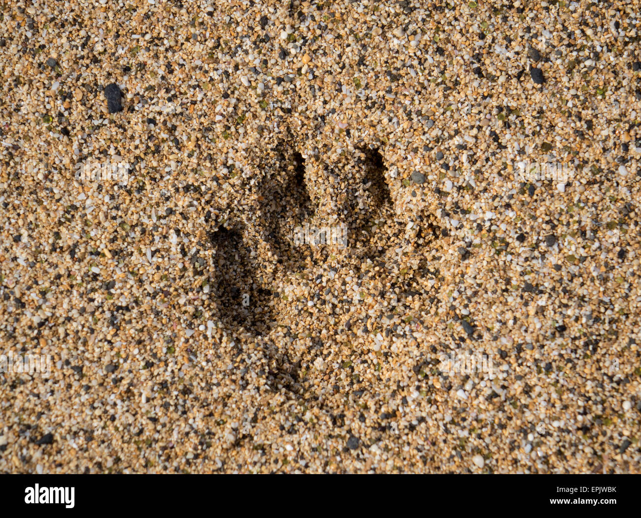 Einzelnen Hund Pfotenabdruck im sand Stockfoto
