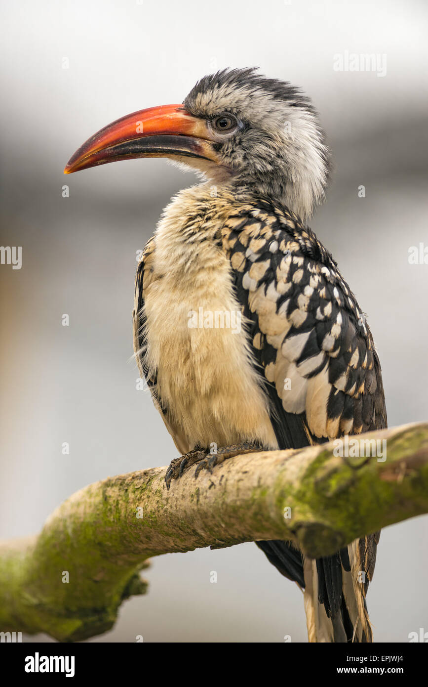 Porträt des westlichen rot-billed Hornbill (Tockus Kempi) Stockfoto