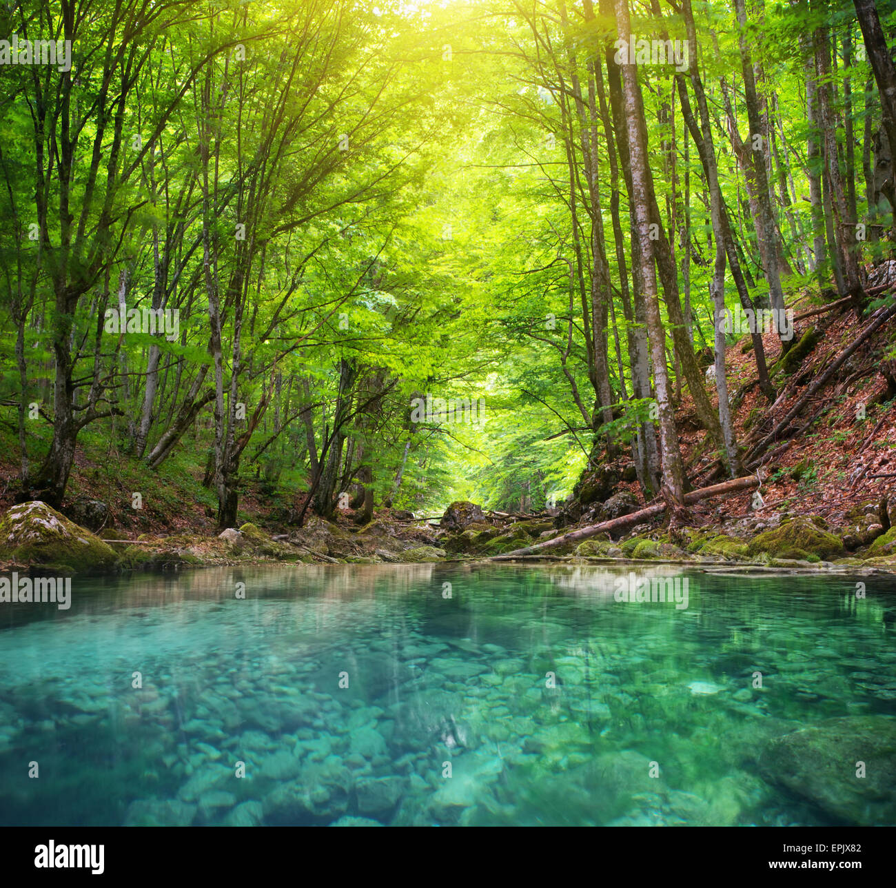 Fluss tief im Bergwald. Natur-Komposition. Stockfoto