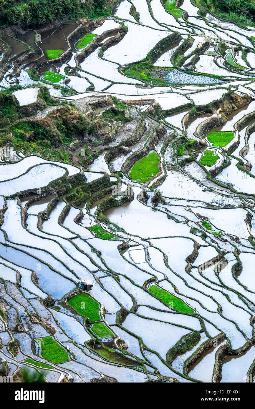 Erstaunliche abstrakte Textur des Terrassen-Reisfeldern mit Himmel bunte Spiegelung im Wasser. Ifugao Provinz. Banaue, Philippinen UNE Stockfoto