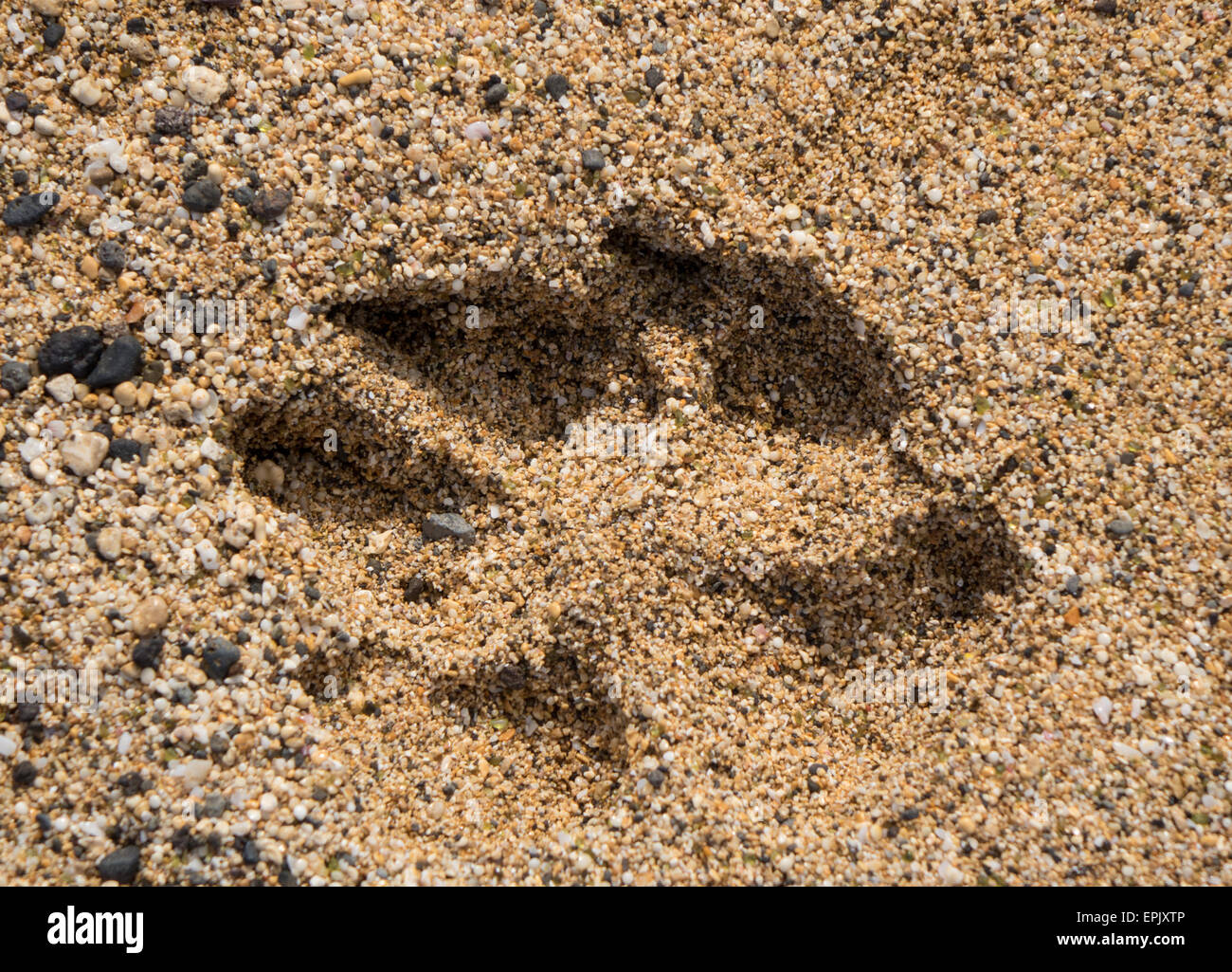 Einzelnen Hund Pfotenabdruck im sand Stockfoto
