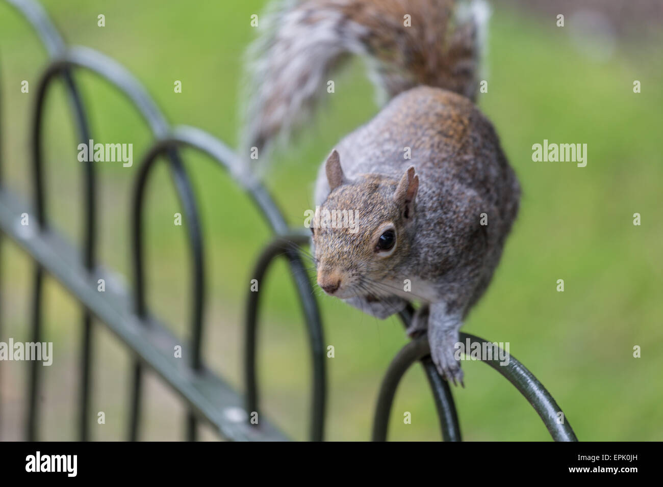 braune pelzigen Tiere essen Squirel Mutter Essen Eichel Boden Fell Nagetier Stockfoto