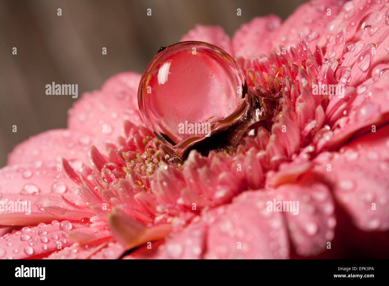 rosa Blume Stockfoto