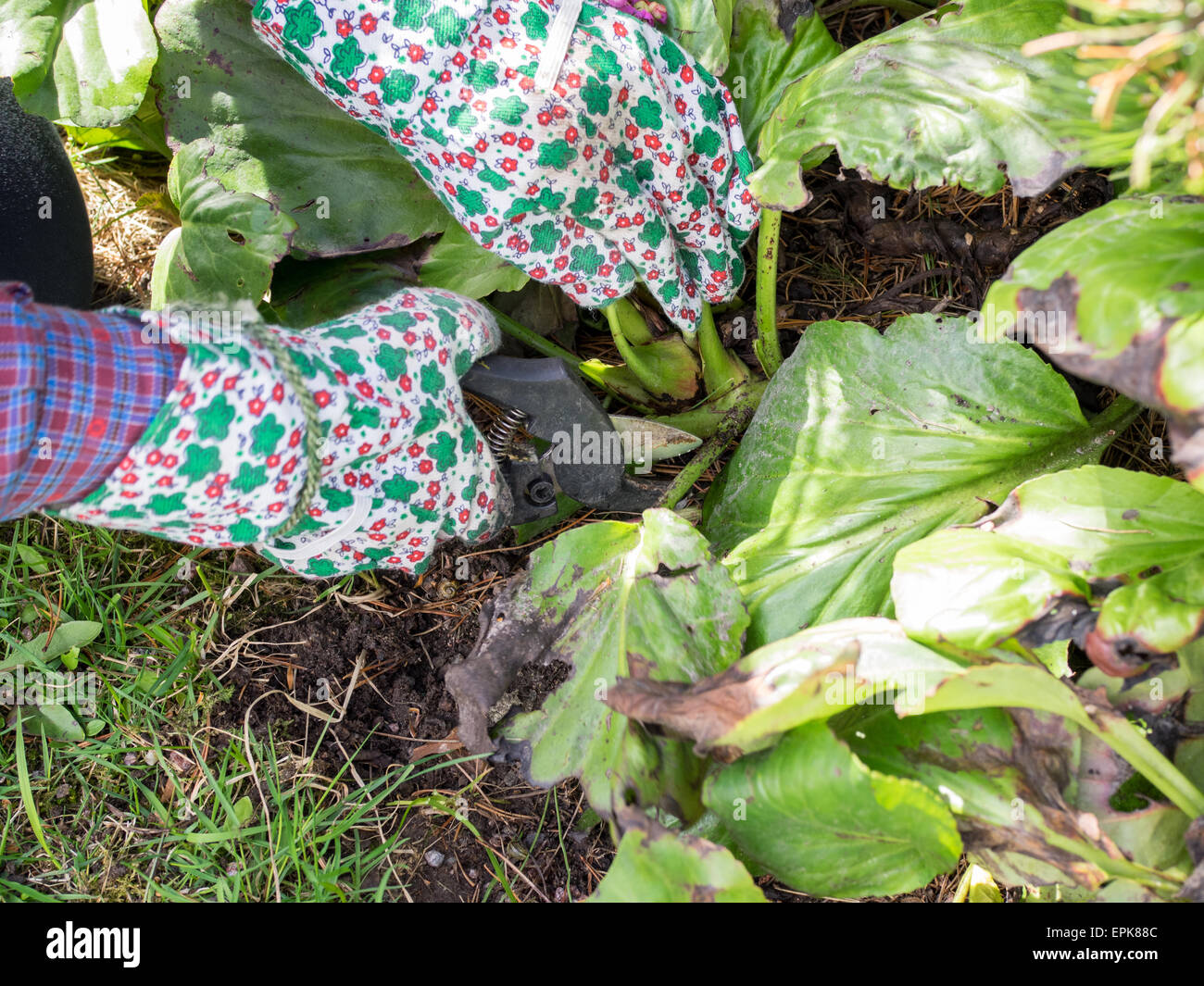 Frau im Garten Jäten und sie verwenden Sie die Garten Schere Stockfoto