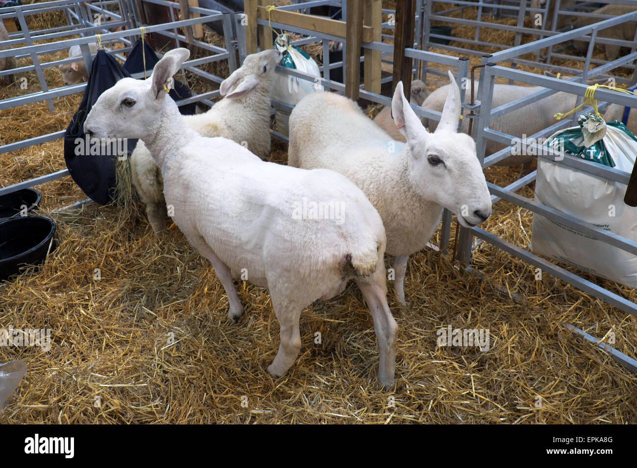 Royal Welsh Spring Festival Border Leicester Rasse Schafe in einem Schafstall auf der Agrarmesse Mai 2015 Stockfoto