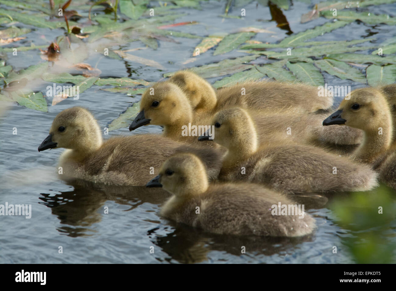 Niedliche Gänsel auf dem Wasser Stockfoto